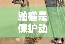 鼬獾是保护动物吗?