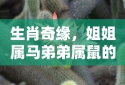 海贼王图片索隆
