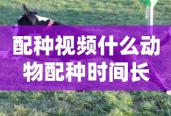 配种视频什么动物配种时间长