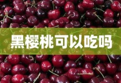 黑樱桃可以吃吗