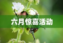 阿卡丽的神秘商店六月惊喜之旅，阿卡丽神秘商店六月惊喜活动开启