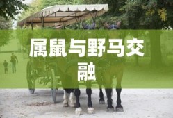 卡布西游游戏