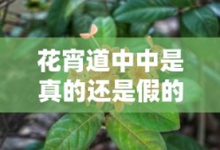 花宵道中中是真的还是假的