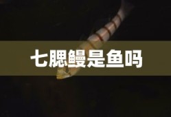 七腮鳗是鱼吗