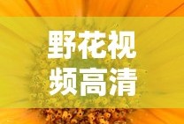 野花视频高清手机免费观看8