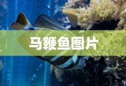马鞭鱼图片