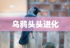 乌鸦头头进化