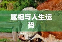 兄弟篮球文案
