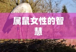 铃木奥拓价格