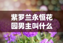美人鱼歌词林俊杰