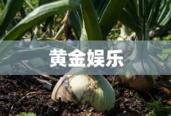 黄金娱乐