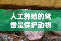 人工养殖的鸳鸯是保护动物吗