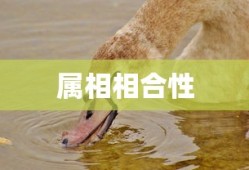 暗黑破坏神IV手游，是否需要付费购买？