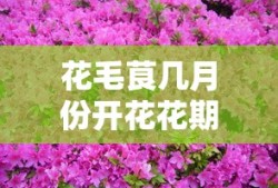花毛茛几月份开花花期多长