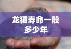 龙猫寿命一般多少年