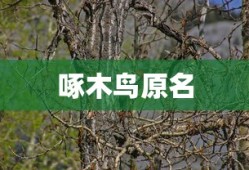 啄木鸟原名