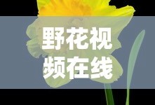 野花视频在线观看播放免费下载