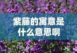 紫藤的寓意是什么意思啊