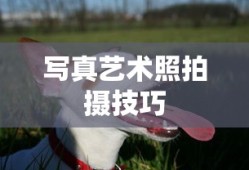 d.v本子