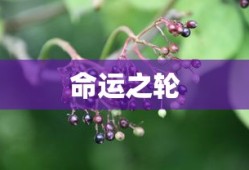 探寻命运之轮，生肖鼠与四月的指引之路