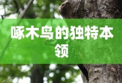 啄木鸟的独特本领，高效觅食与坚韧生存的技能