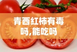青西红柿有毒吗,能吃吗