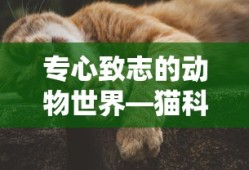 雅阁2.0t