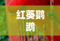 红葵鹦鹉