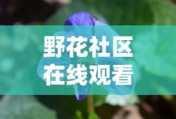 野花社区在线观看完整版7奶