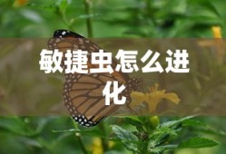 敏捷虫怎么进化
