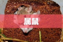 醉翁亭记朗诵视频