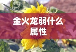 金火龙弱什么属性