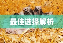 哈迪斯2
