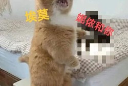 未来人生1.4.0新增可攻略角色埃莫与妮侬全解析