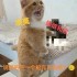 未来人生1.4.0新增可攻略角色埃莫与妮侬全解析