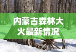 内蒙古森林大火最新情况
