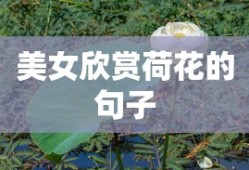 美女欣赏荷花的句子