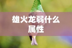 雄火龙弱什么属性