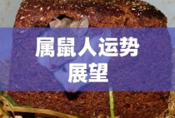刀客家族的女人电视剧全集免费观看