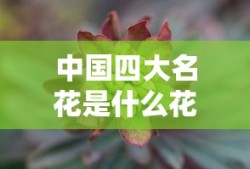 中国四大名花是什么花