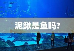 泥鳅是鱼吗?