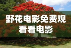 野花电影免费观看看电影