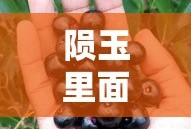 陨玉里面有什么秘密