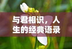 与君相识，人生的经典语录精选