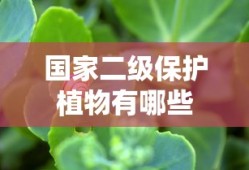 全肉高h动漫在线看