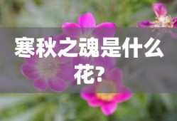 寒秋之魂是什么花?