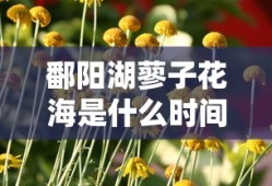 鄱阳湖蓼子花海是什么时间
