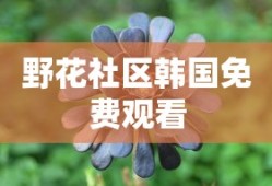 野花社区韩国免费观看