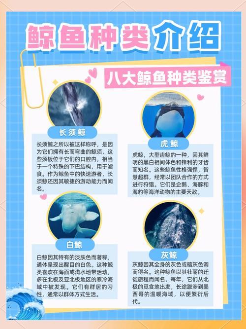 尼禄和saber什么关系  第1张