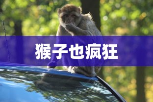 猴子也疯狂，游戏攻略全解析，猴子也疯狂游戏攻略大全解析  第1张